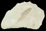 Fossil Leaf (Cedrelospermum)- Green River Formation, Utah #108829-1